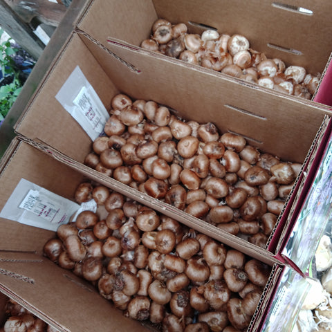 Bulbs - 