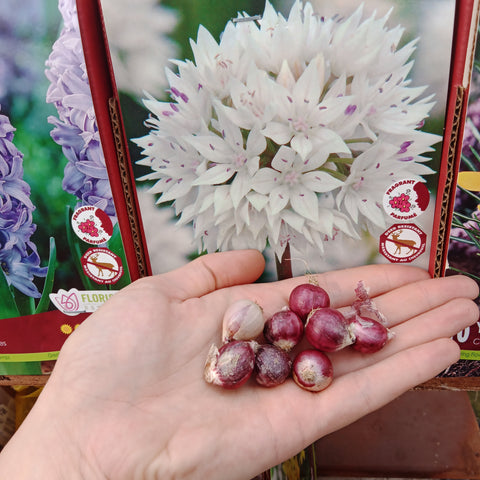 Bulbs - 