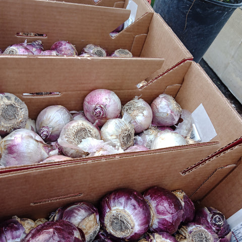 Bulbs - 