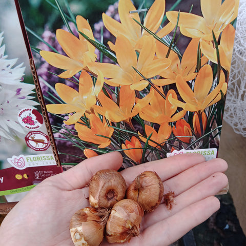 Bulbs - 
