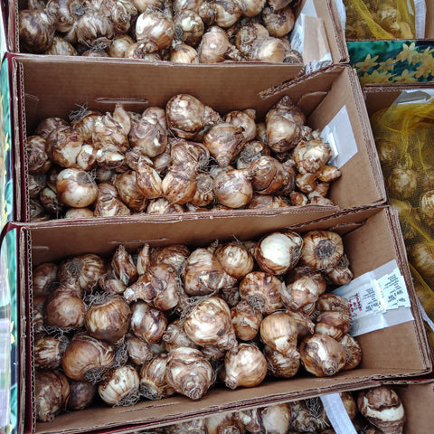 Bulbs - 