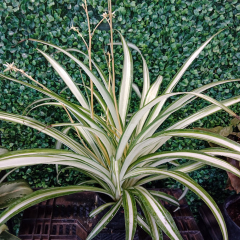 Spider Plant-IN HOUSE GROWN 6