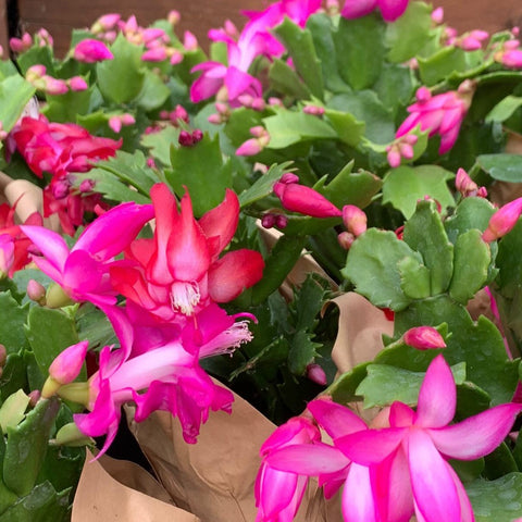 8'' Christmas Cactus - “Assorted”