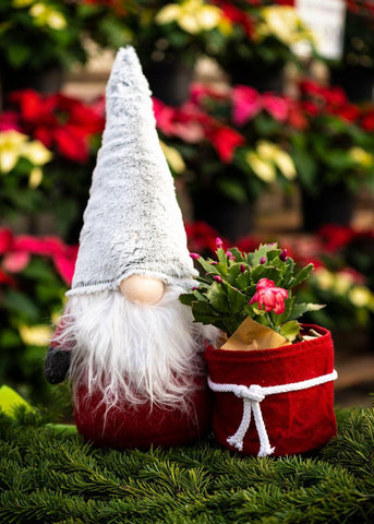 Gnome For The Holidays w/ Plant