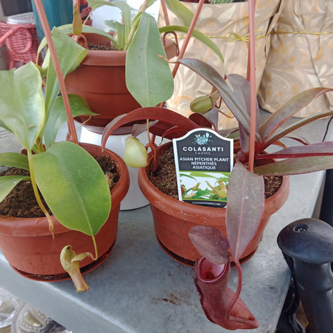 Carnivorous - “Pitcher Plant” (4