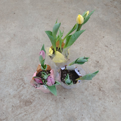 Assorted Potted Spring Bulbs 4