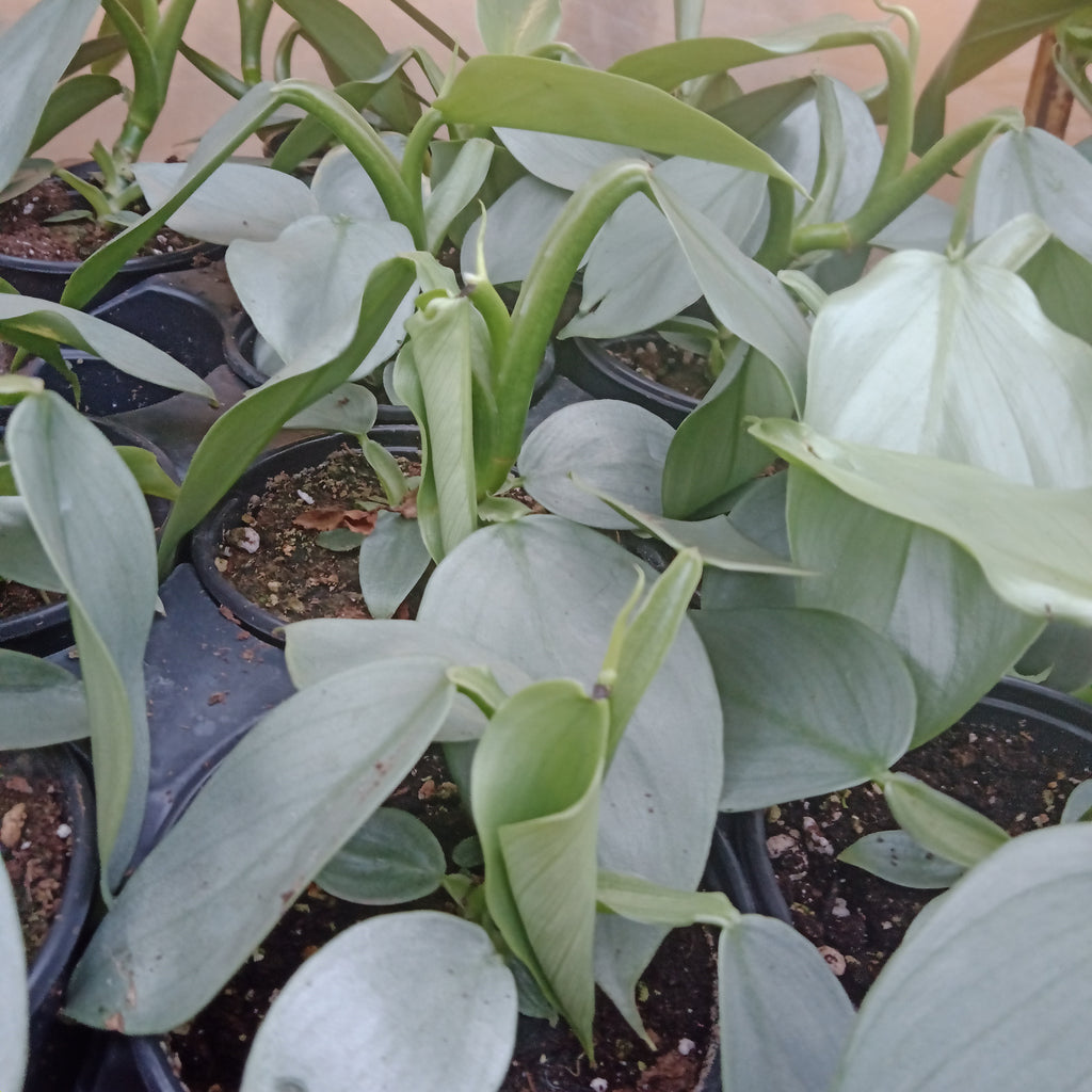 Philodendron - “Silver Sword”