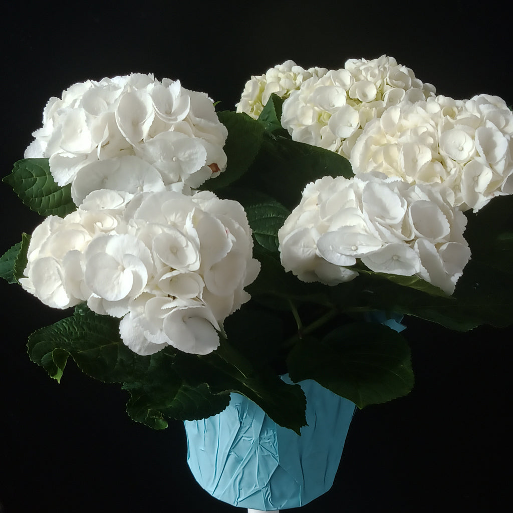 Indoor Flower - “Hydrangea” (White)
