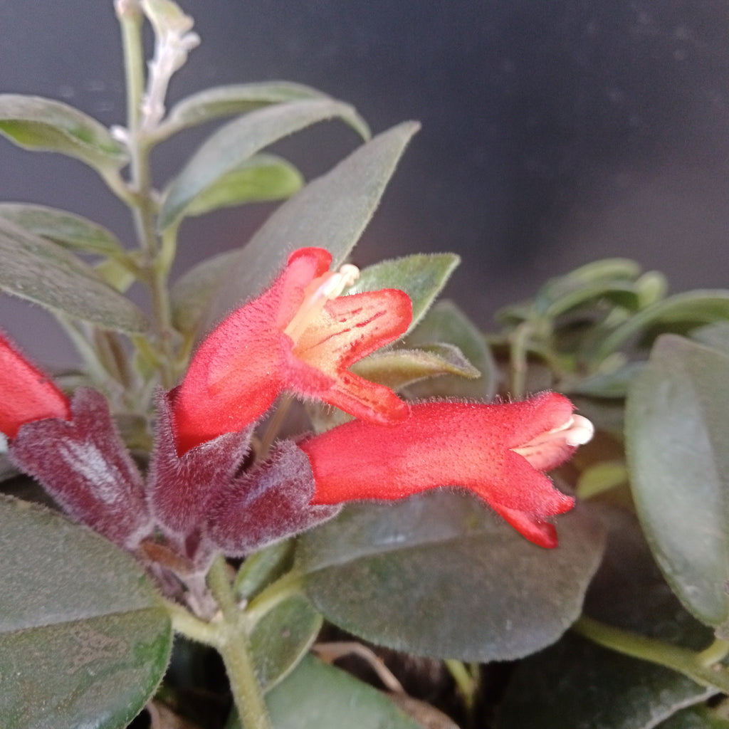 Lipstick Plant - 