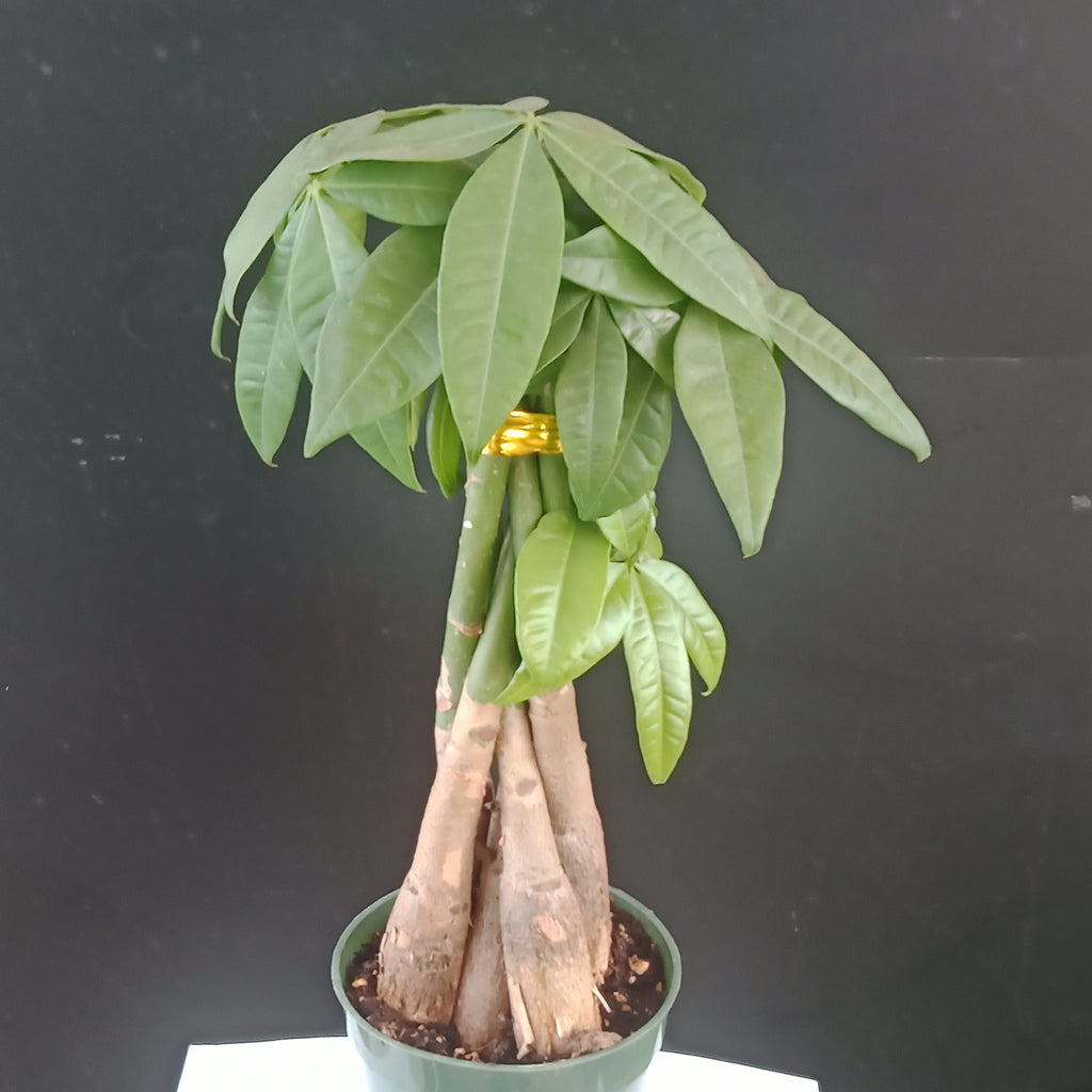 Money Tree - 