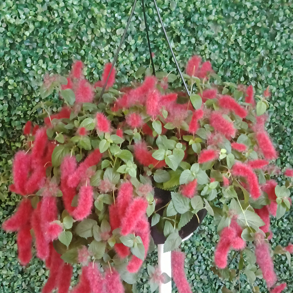Chenille Plant 6