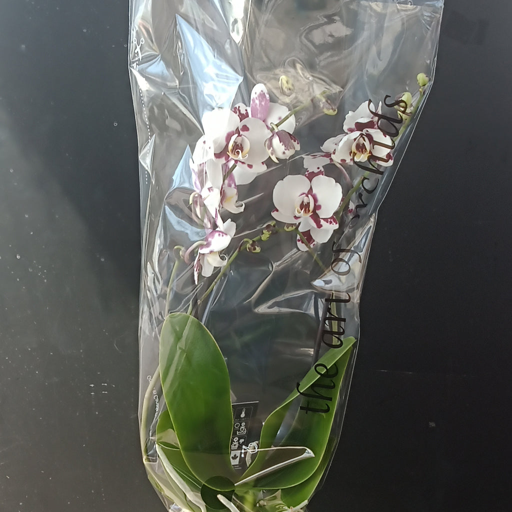 Phalaenopsis Orchid - 
