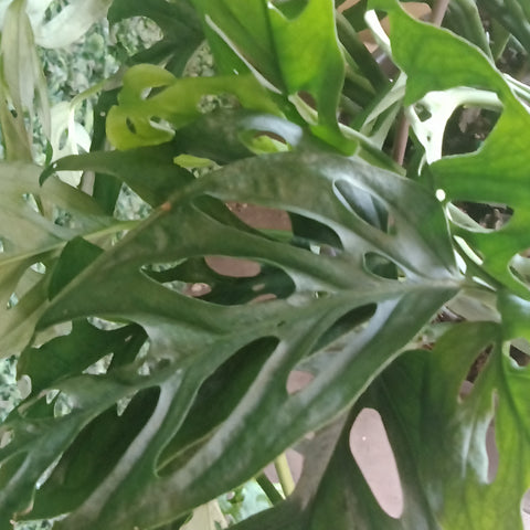 Philodendron - 