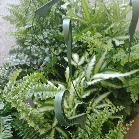 Ferns assorted (6