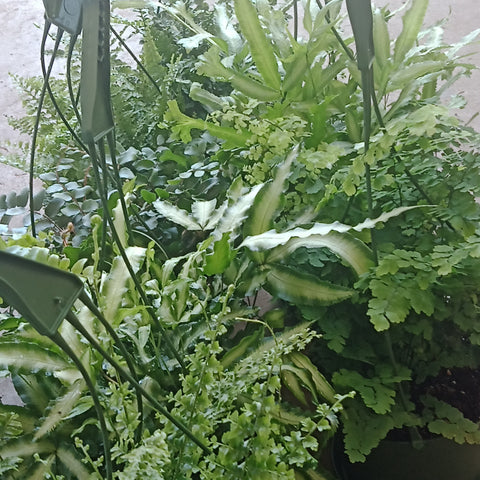 Ferns assorted (6