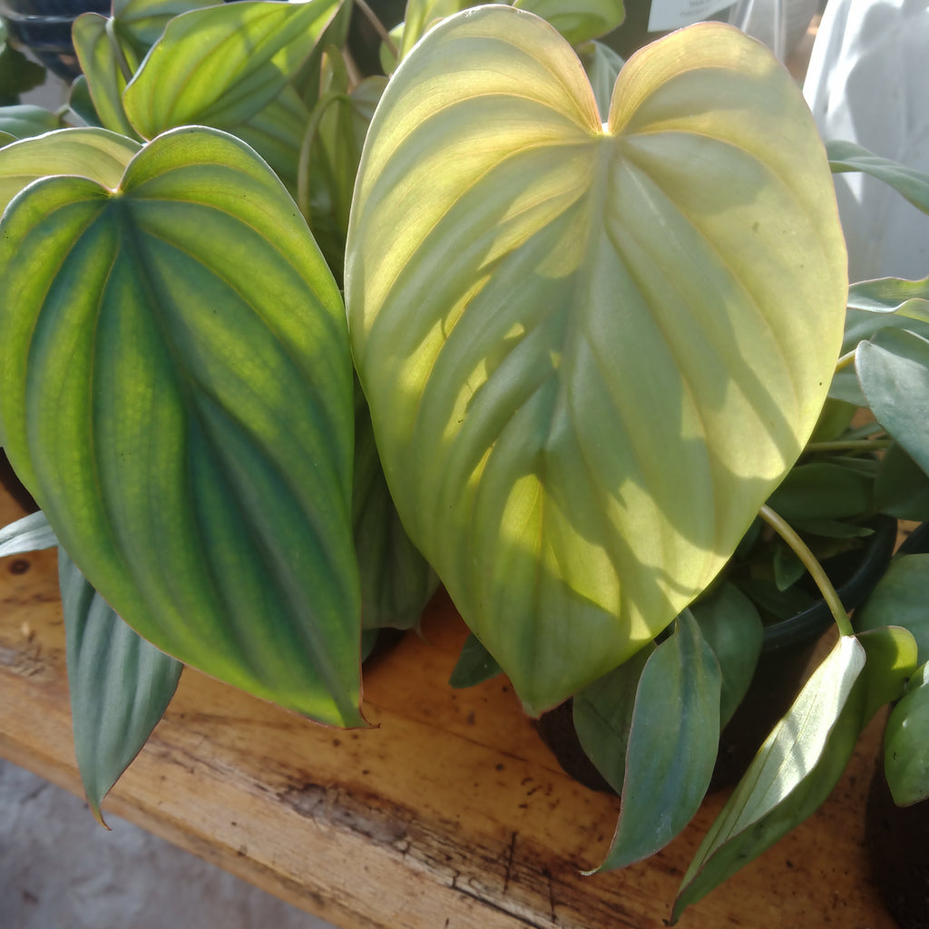 Philodendron - “Columbia”