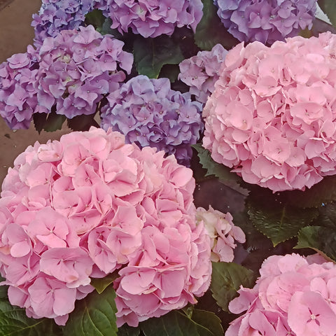 Spring Hydrangea(Pink/Blue) INDOORS ONLY