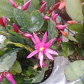 Spring Cactus
