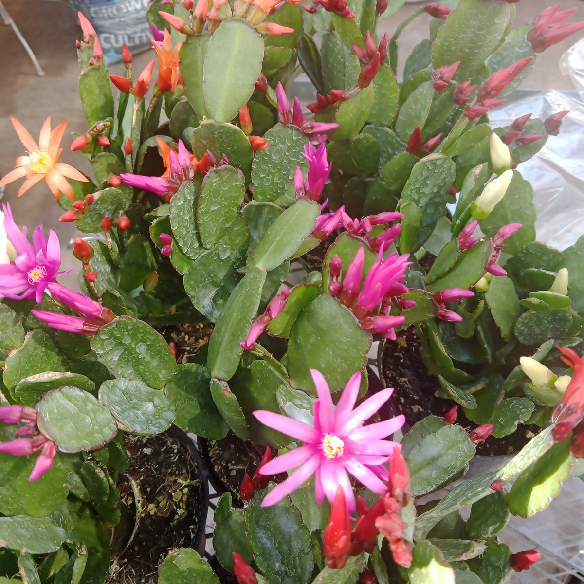 Spring Cactus – Vankampens Greenhouses