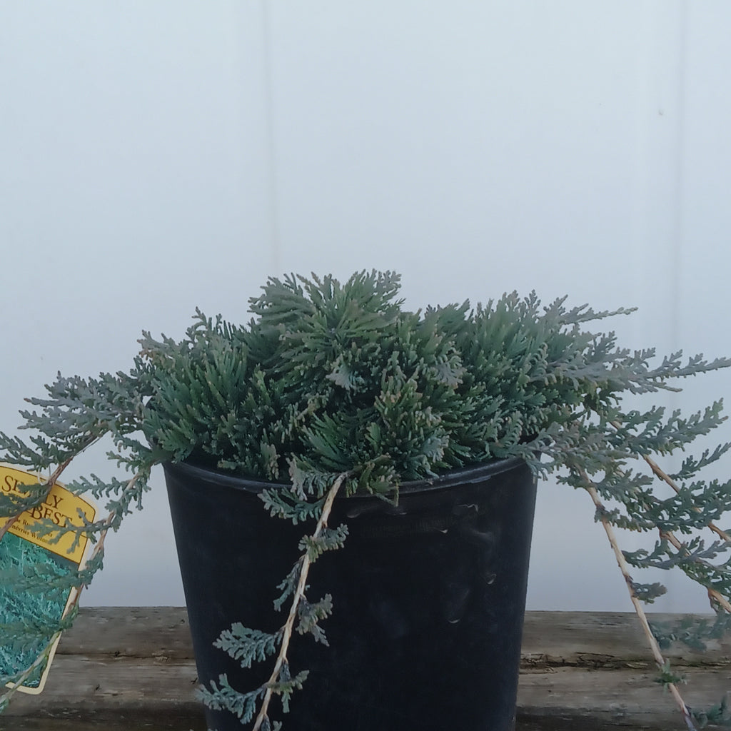 Juniper - 