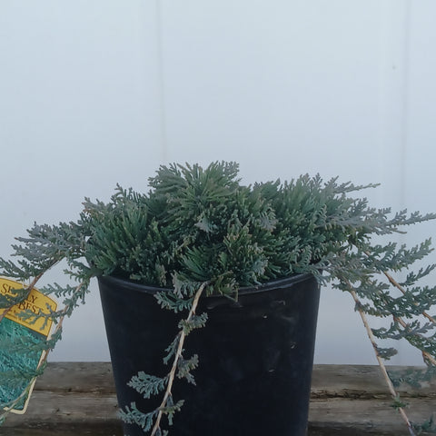 Juniper - 