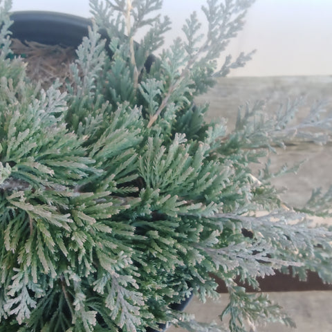 Juniper - 