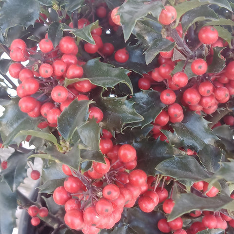 Holly - “Jack & Jill” (3Gal)
