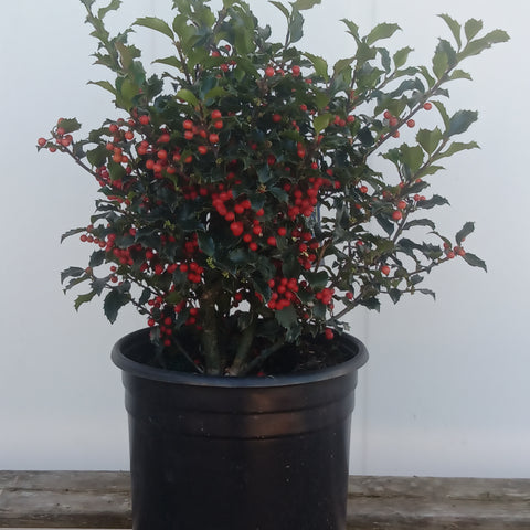 Holly - “Jack & Jill” (3Gal)