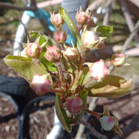 Pear - 