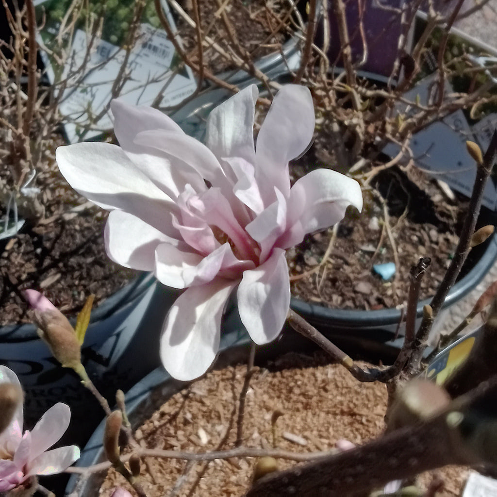 Magnolia - 