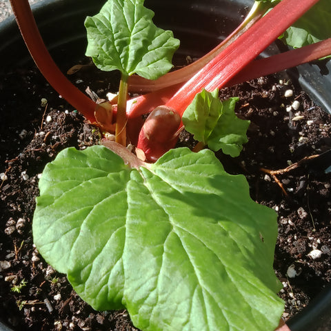 Rhubarb - 