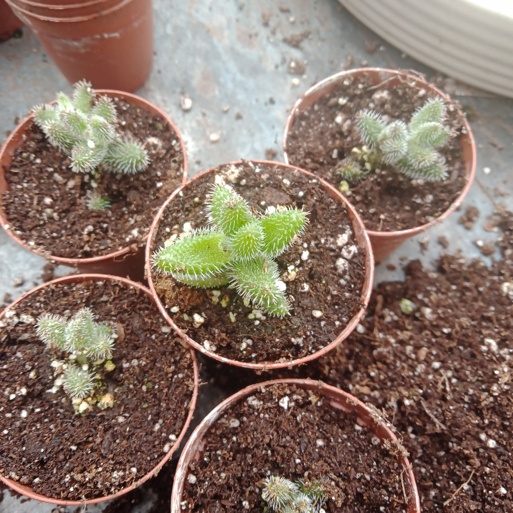 Delosperma - 