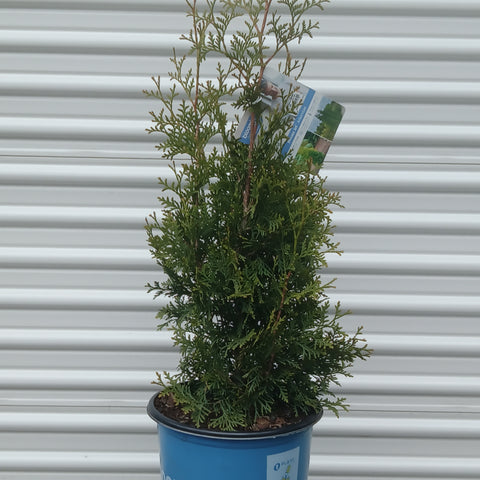Cedar - 