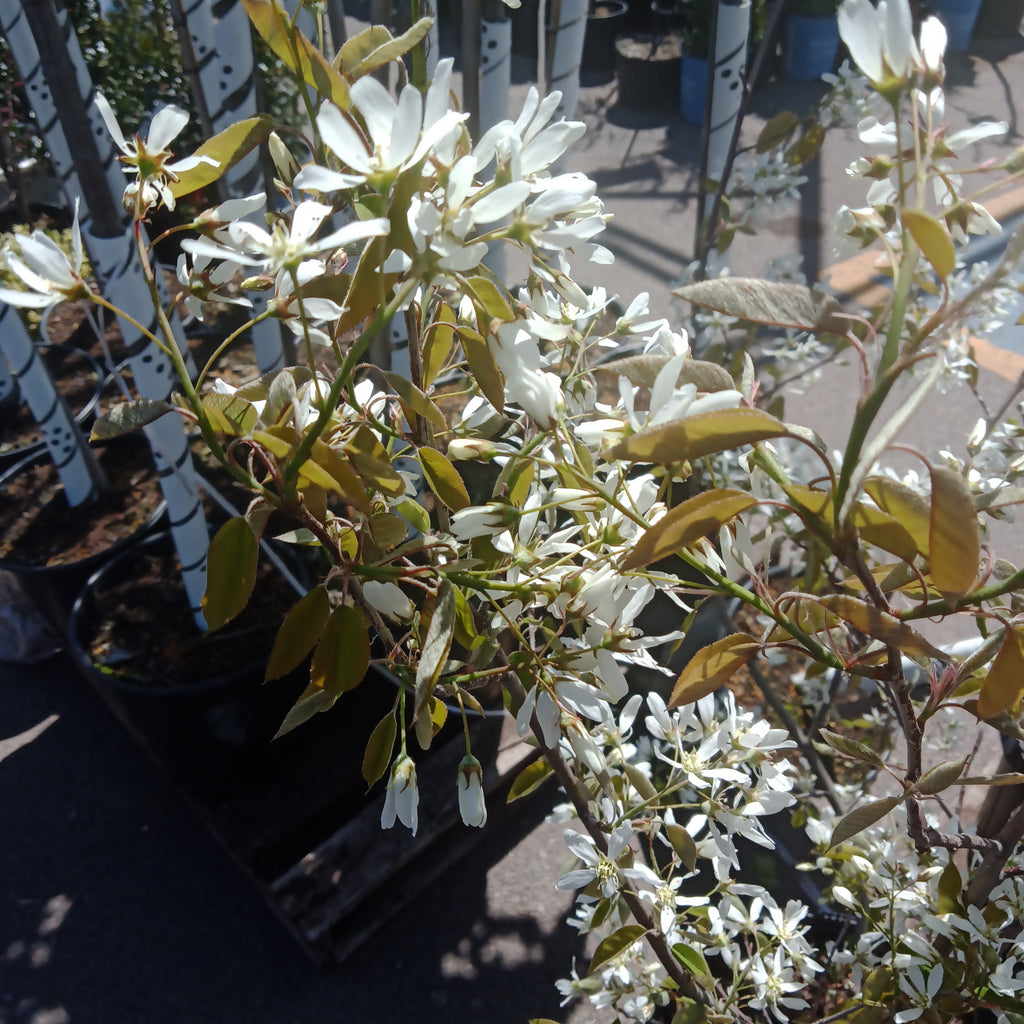 Serviceberry - 