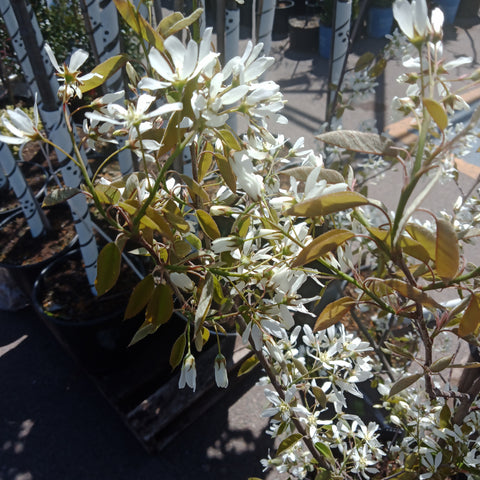 Serviceberry - 