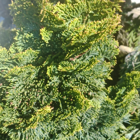 Falsecypress Dwarf - 