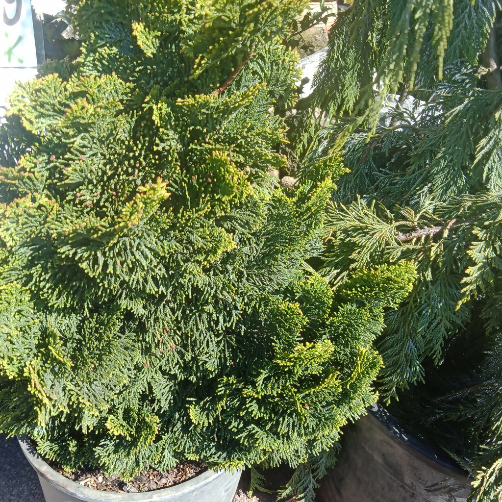 Falsecypress Dwarf - 