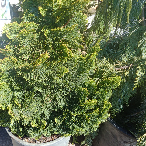 Falsecypress Dwarf - 