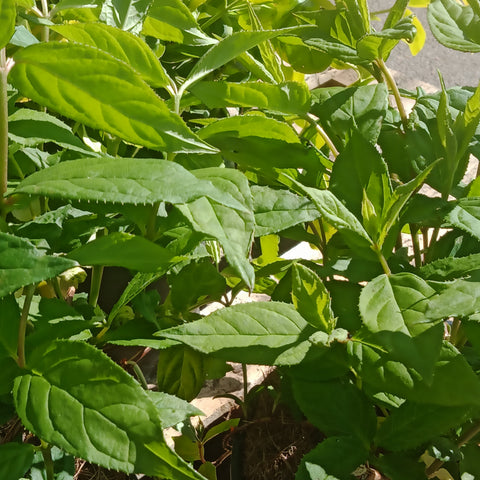 Deutzia - 