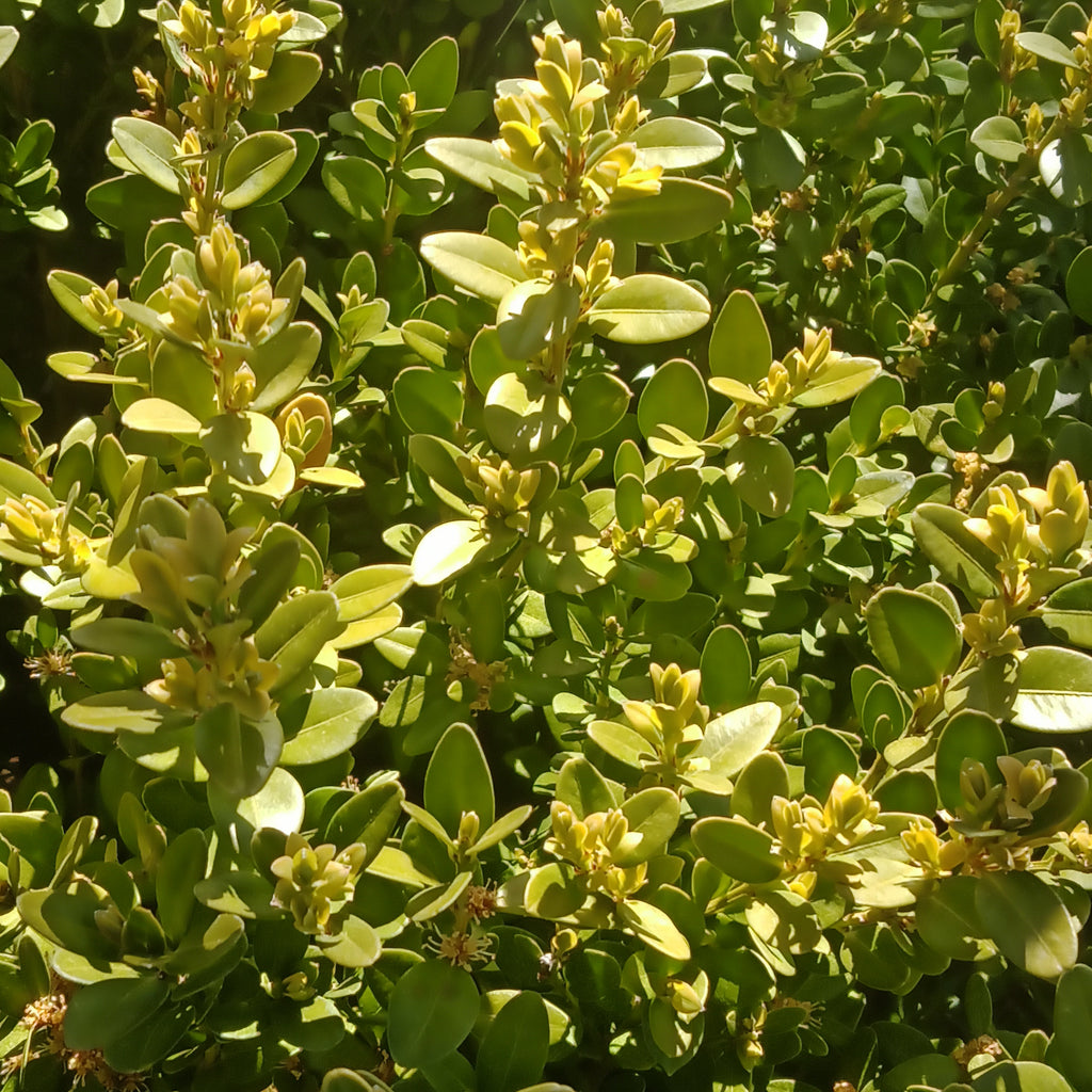 Boxwood - 