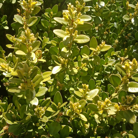Boxwood - 