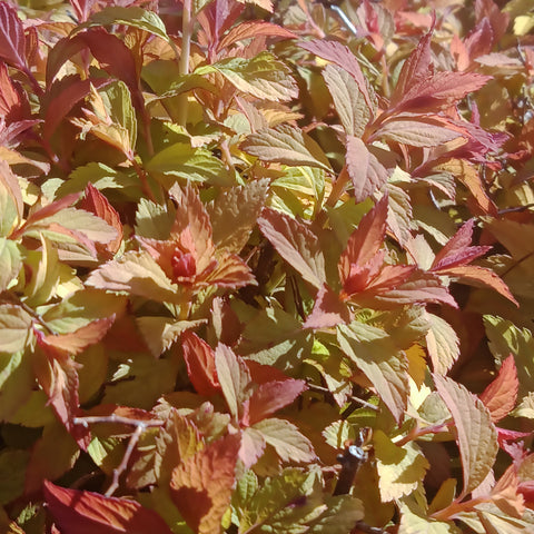 Spirea Japanese - 