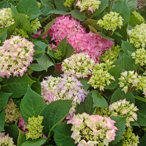 Hydrangea m. - “Let’s Dance: Rhythmic Blue” (5Gal)