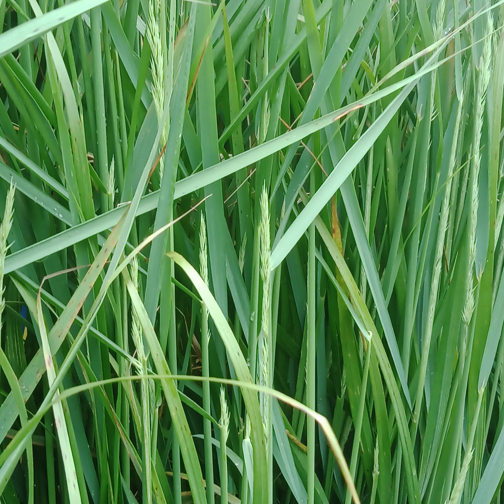 Perennial Grass - “Karl Foerster” (5Gal)
