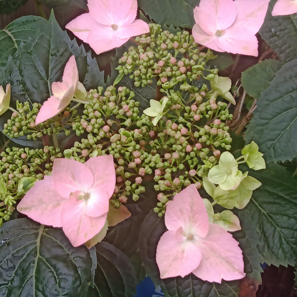 Hydrangea m - 