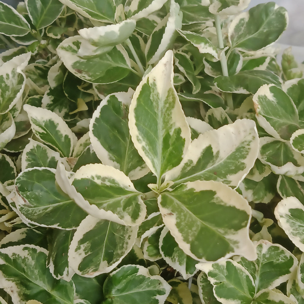 Euonymus - “Emerald Gaiety” (1Gal)