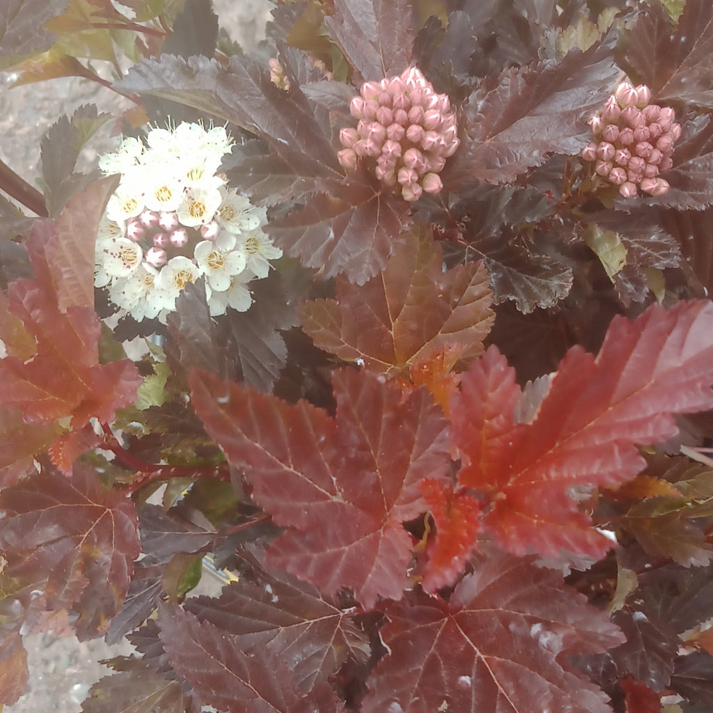 Ninebark - 