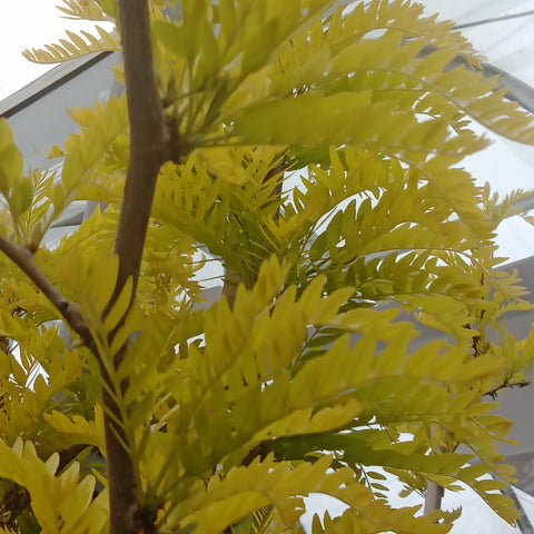 Honeylocust - “Sunburst” (7Gal)