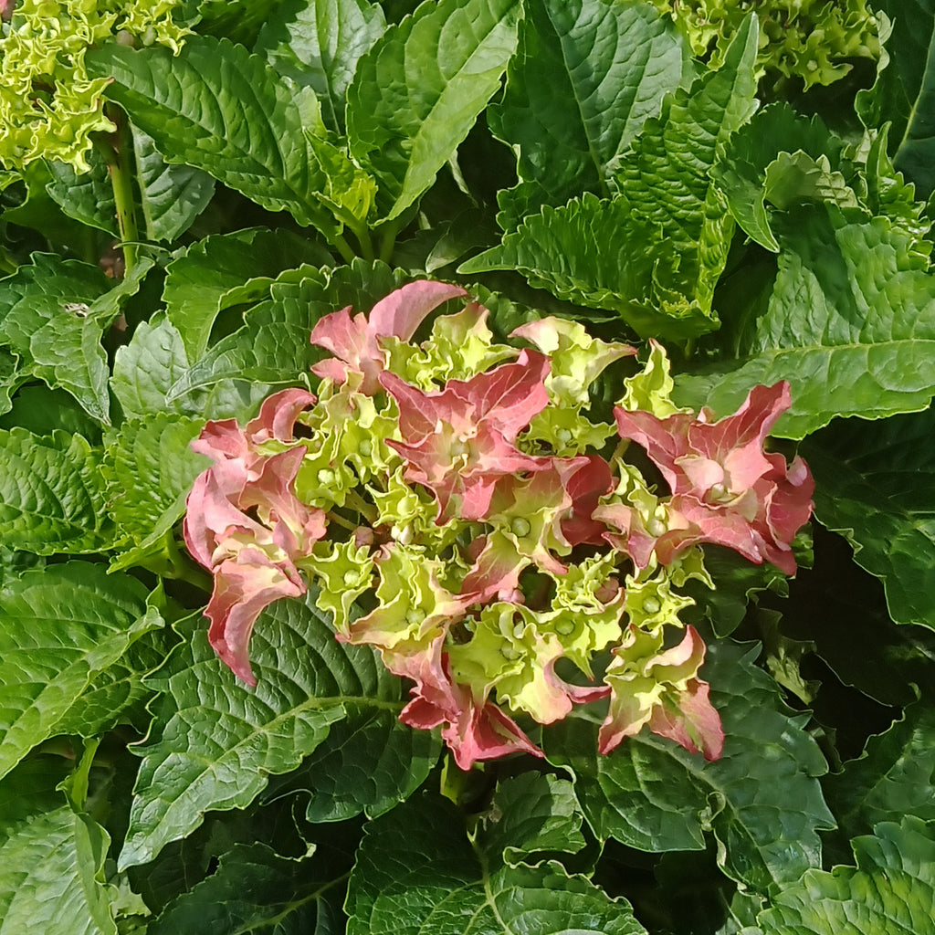 Hydrangea m. - “Frill Ride” (2Gal)