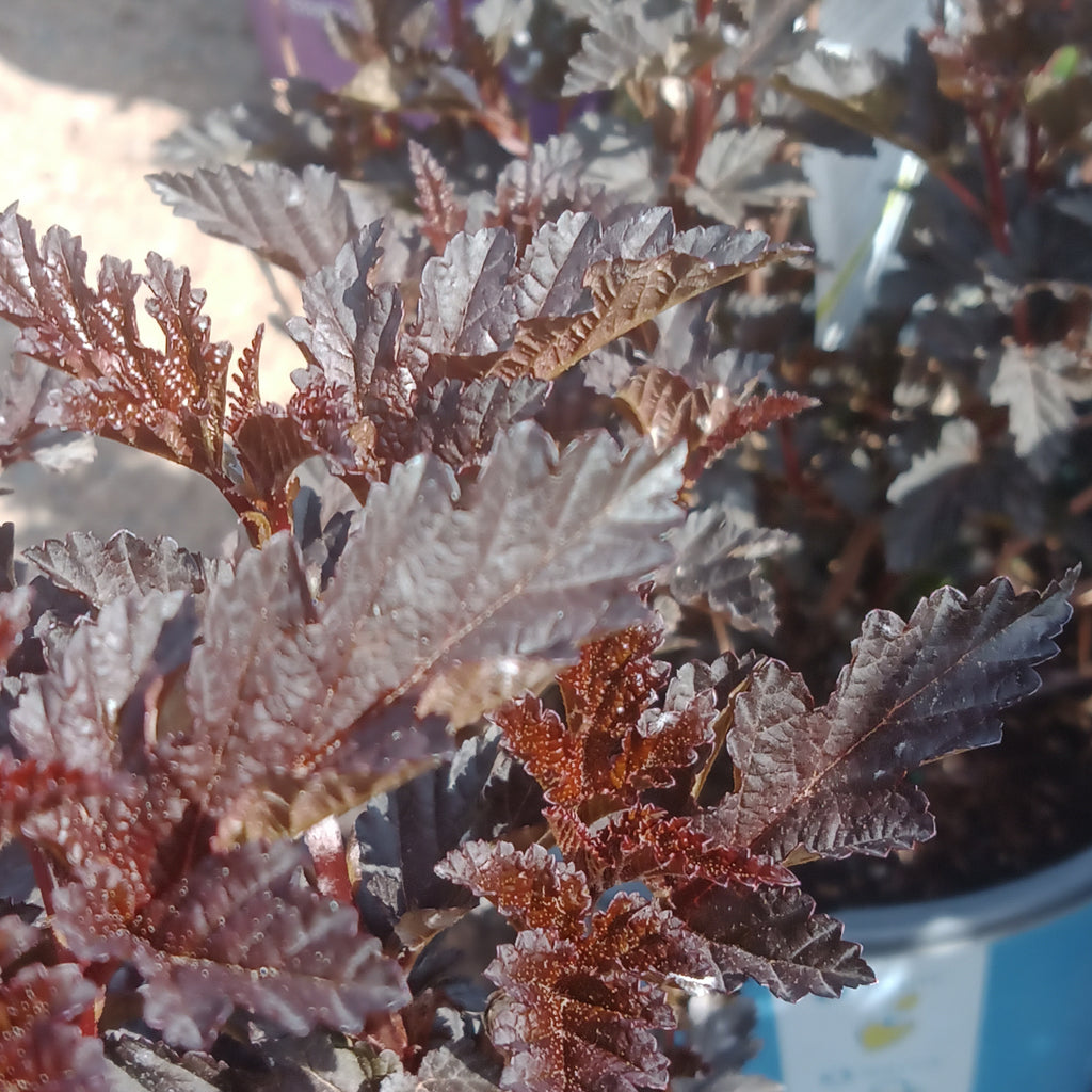 クーレンカンプ
協奏曲&ソロ
4点セット Zurn Z899-100 Threshold Drain | Zurn